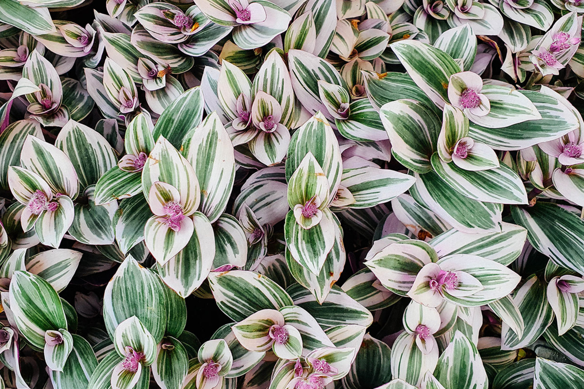 12 Fully Rooted Wandering Jew Cuttings - Tradescantia Zebrina, Indoor/Outdoor Houseplants
