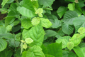 American Hazelnut Trees (Corylus americana) - 5 Bareroot 10-12" Nut-Producing Starter Plants, Zones 4-9