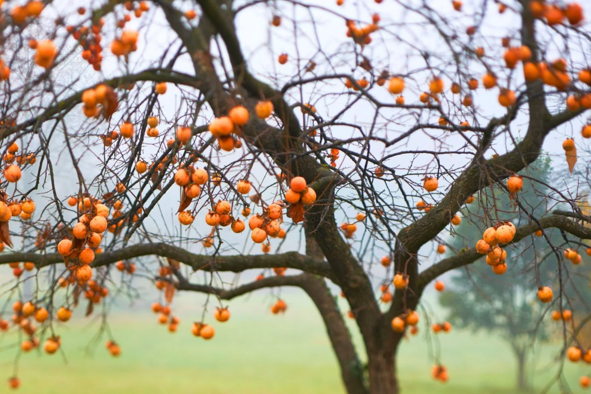 American Persimmon Tree (Diospyros virginiana) - Bare Root 18-24" | Hardy Zones 3-8