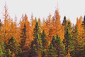 American Larch Tree (Larix laricina) - Bare Root Starter Plant, 10-12", Zone 3-9
