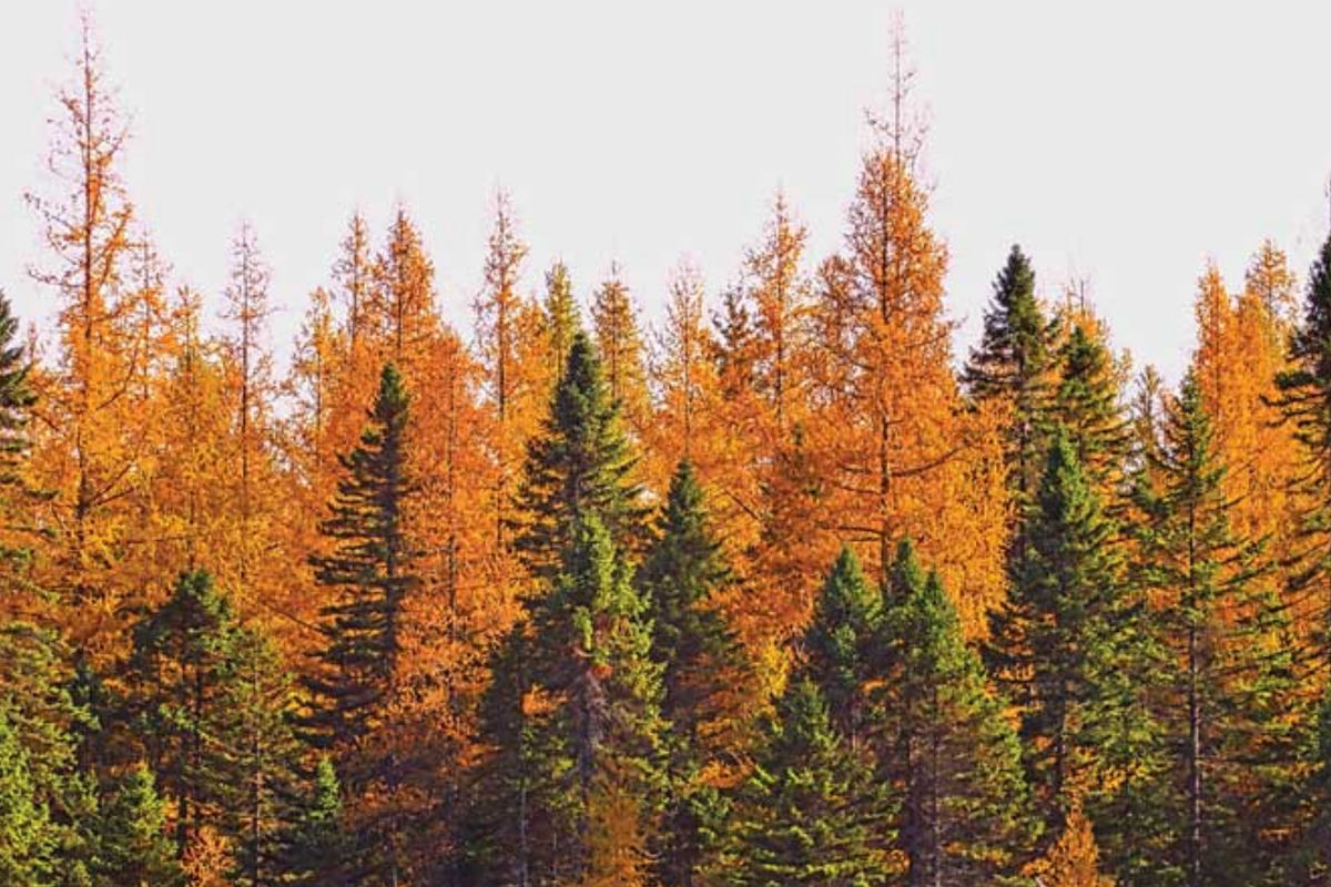American Larch Tree (Larix laricina) - Bare Root Starter Plant, 10-12", Zone 3-9