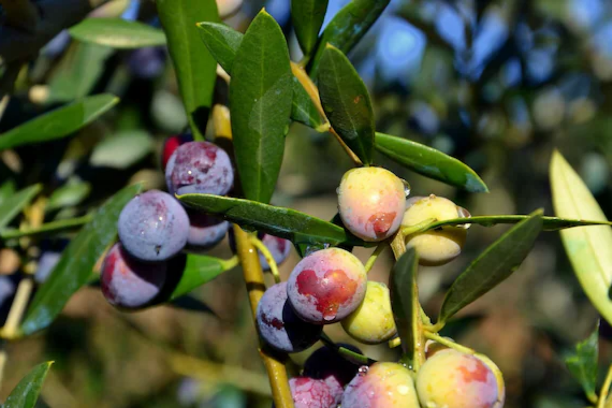 Arbequina Olive Tree (Olea europaea) - Starter Live Plant 4"-8" in 2.5x2.5x3.5" Pot