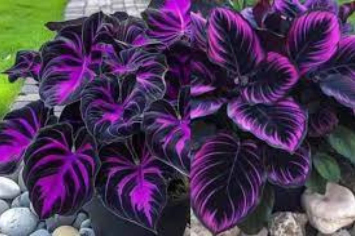 Purple Tip Calathea Seeds - 25 Premium Seeds for Indoor/Outdoor Foliage
