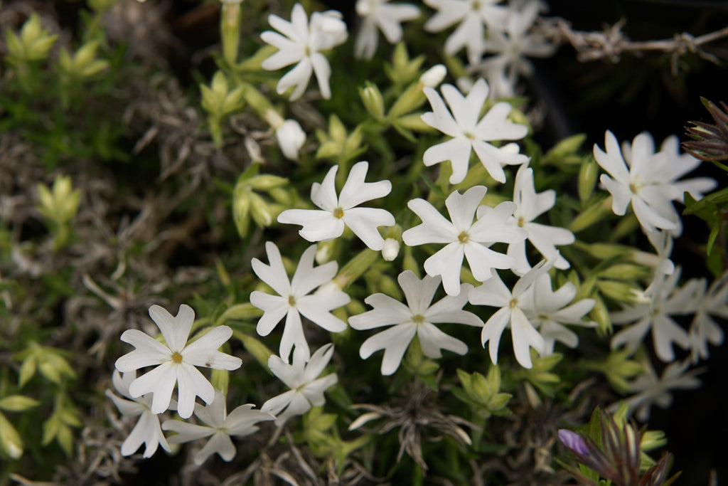 Snowflake Creeping Phlox Seeds - 100 White Ground Cover Seeds | Phlox subulata