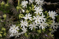 Snowflake Creeping Phlox Seeds - 100 White Ground Cover Seeds | Phlox subulata