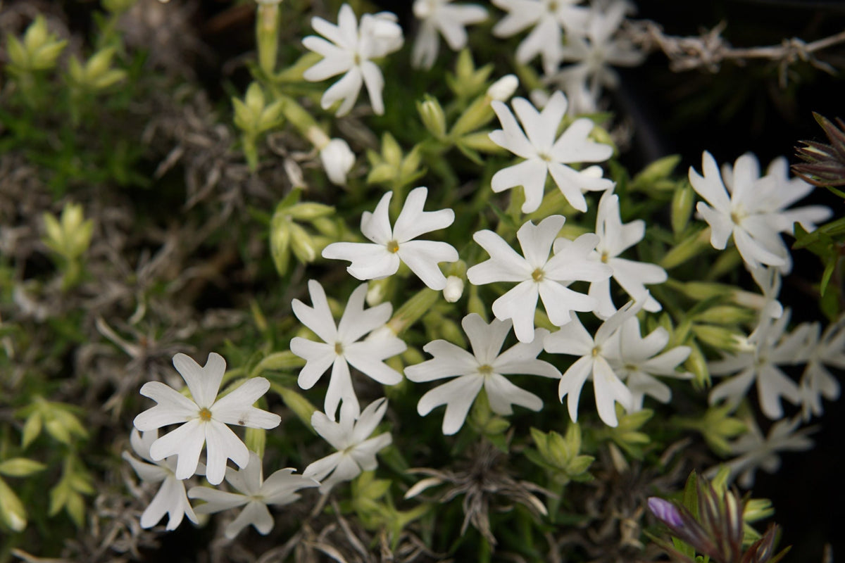 Snowflake Creeping Phlox Seeds - 100 White Ground Cover Seeds | Phlox subulata