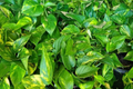 Big Giant Golden Pothos (Epipremnum aureum) Live Starter Plant 12"-24"