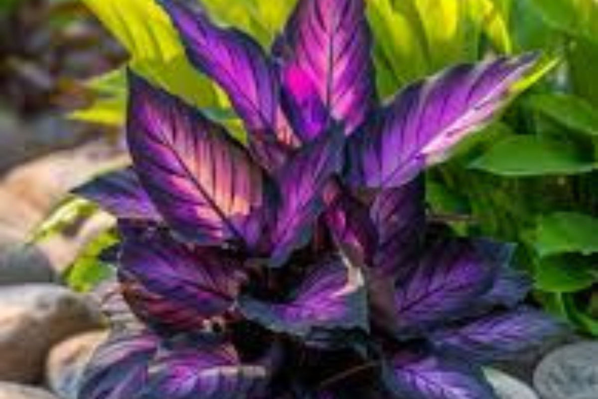 Purple Tip Calathea Seeds - 25 Premium Seeds for Indoor/Outdoor Foliage