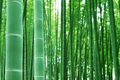 Bambusa vulgaris Bamboo Starter Plant - 12"-24" Live Bamboo for Privacy Screens