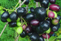 Black Java Plum Tree (Syzygium cumini) - 1'-2' Starter Plant