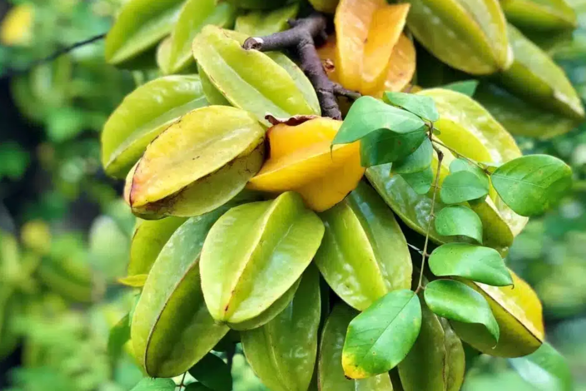 Big Carambola Grafted Tree - Averrhoa carambola (2?-3? tall) Starfruit Tree