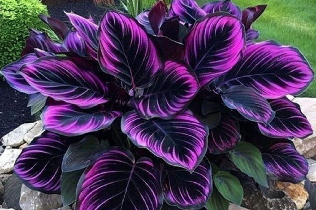Purple Tip Calathea Seeds - 25 Premium Seeds for Indoor/Outdoor Foliage