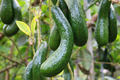 Avocado Longneck Tree Seedling (Persea americana) - 1'-2' Live Starter Plant, Year-Round Harvest