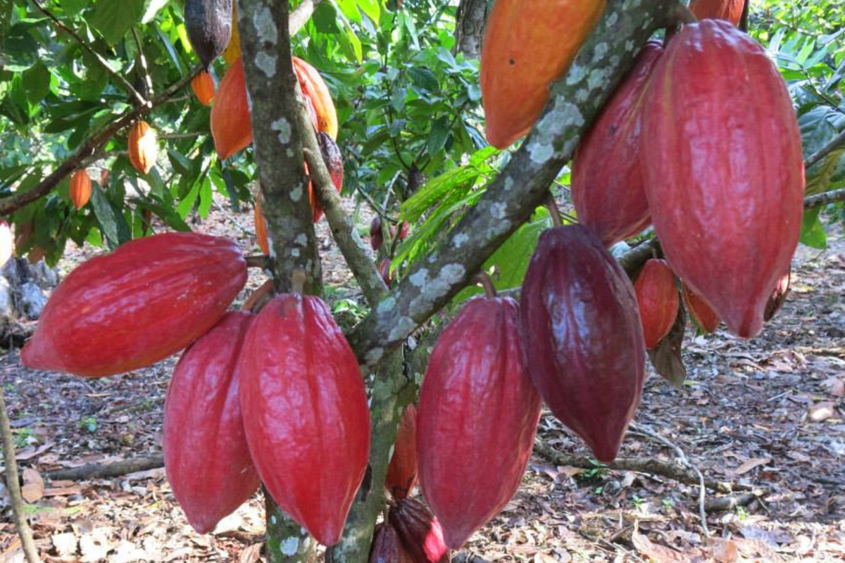 Cacao Tree Starter Plant (Theobroma cacao) Forastero – 1’-2’