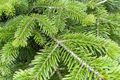 Abies balsamea Lake State Balsam Fir Seeds | 30 Seeds for Planting