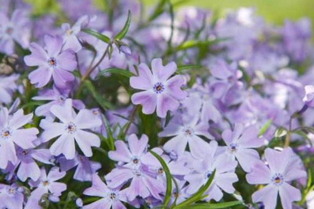 Blue Emerald Creeping Phlox Seeds - 100 Pack | Phlox subulata Ground Cover