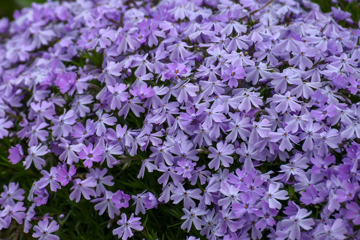 Blue Emerald Creeping Phlox Seeds - 100 Pack | Phlox subulata Ground Cover