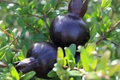 Black Pomegranate Tree Live 1-2 ft Starter Plant - Punica granatum