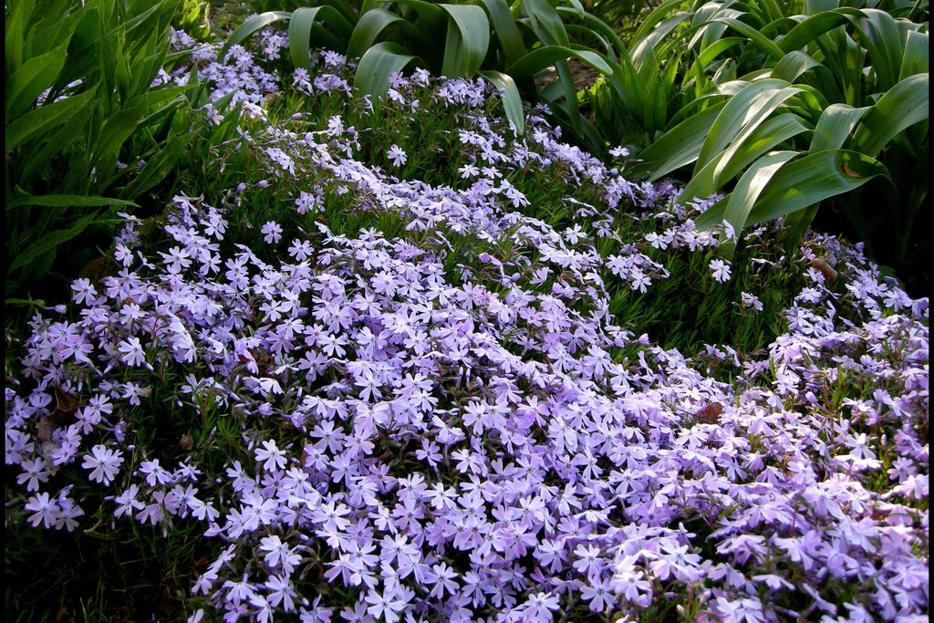 Blue Emerald Creeping Phlox Seeds - 100 Pack | Phlox subulata Ground Cover