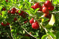 Big Acerola Tree (Barbados Cherry) Starter Plant - 12"-24" Live, Vitamin C Rich