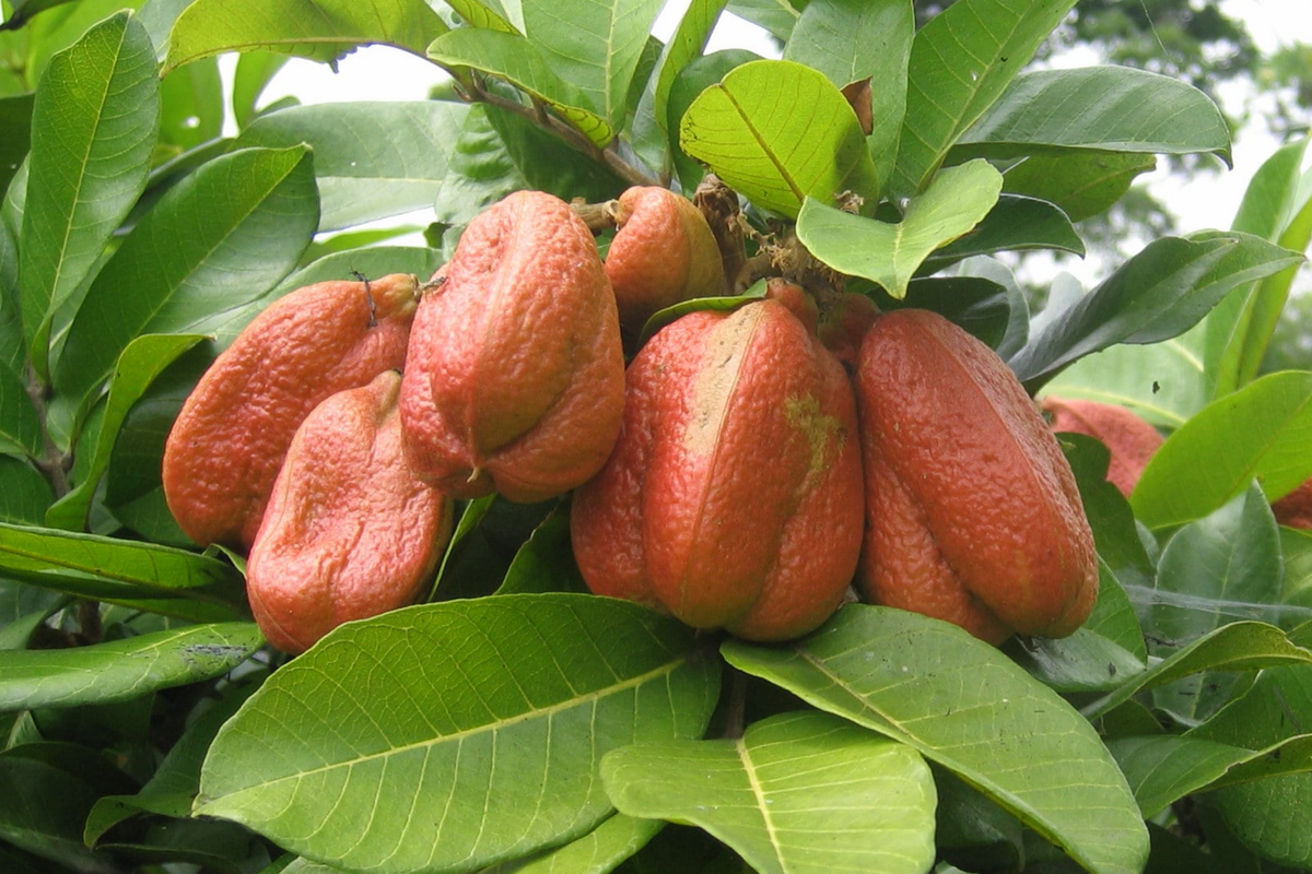 Ackee Starter Plant (Blighia sapida) 12"-24" - Tropical Fruit Tree