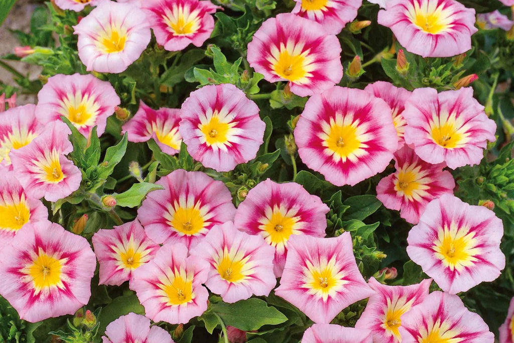 Rose Ensign Dwarf Morning Glory Seeds – Pink/Red Blooms, 8" Tall, Long Blooming