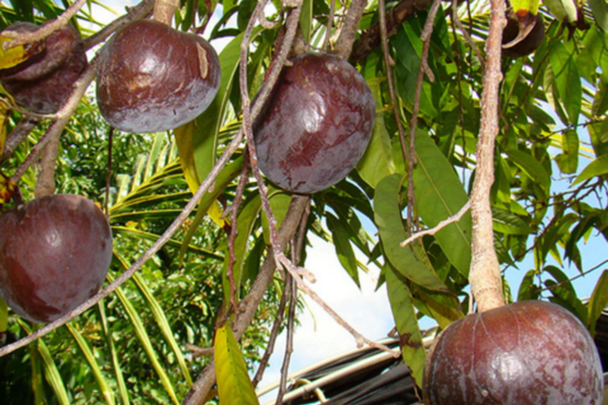 Bullock’s Heart Tree (Annona reticulata) 12" Starter - Heart-Shaped Custard Apple
