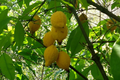 Bumpy Lemon Garcinia madruno Starter Plant | Tropical Fruit Tree 12-24" tall