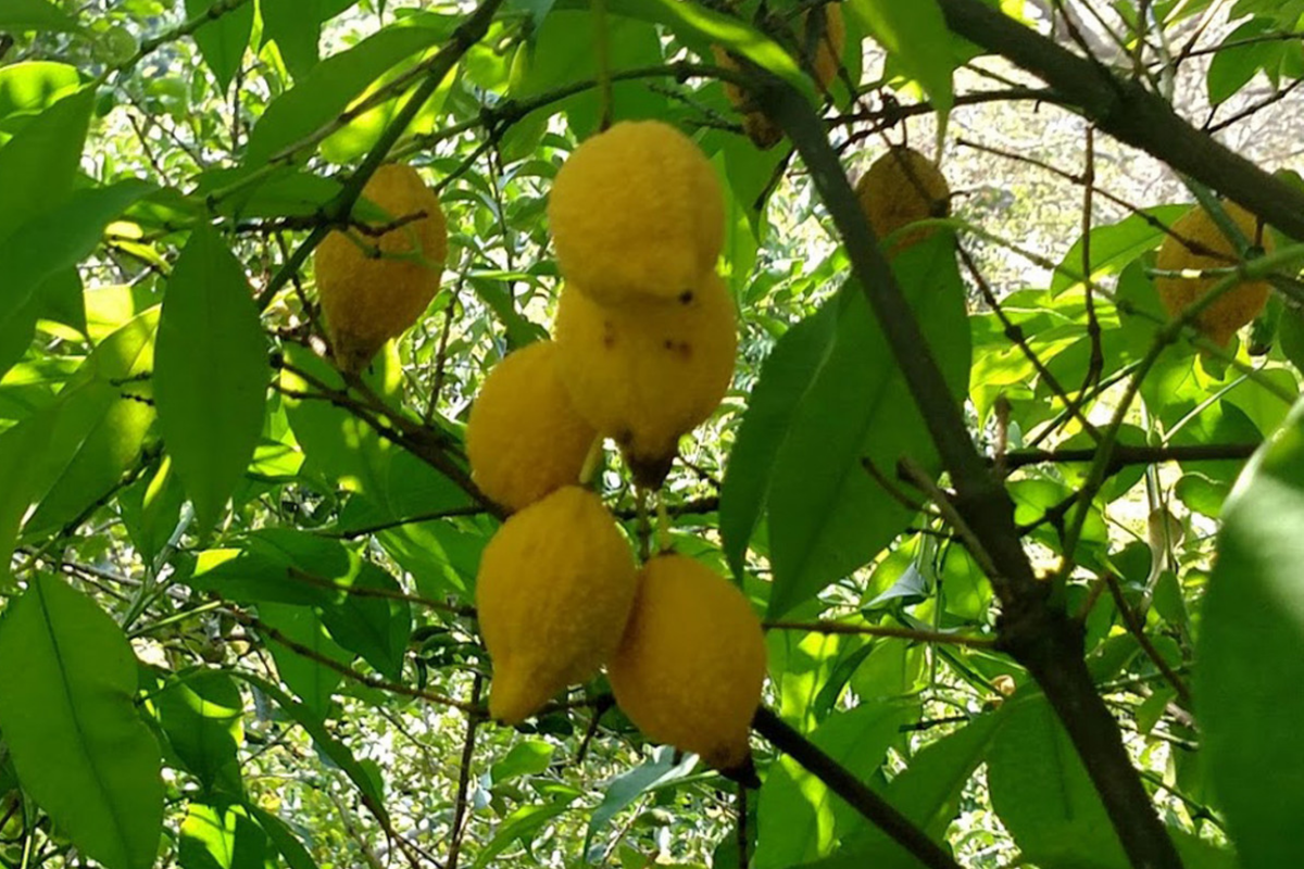Bumpy Lemon Garcinia madruno Starter Plant | Tropical Fruit Tree 12-24" tall