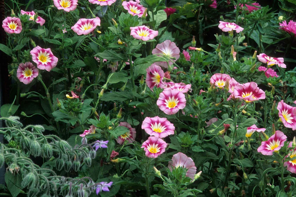 Rose Ensign Dwarf Morning Glory Seeds – Pink/Red Blooms, 8" Tall, Long Blooming