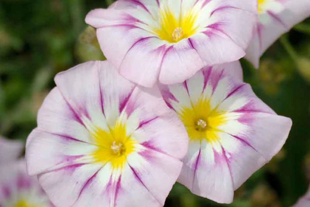 Rose Ensign Dwarf Morning Glory Seeds – Pink/Red Blooms, 8" Tall, Long Blooming