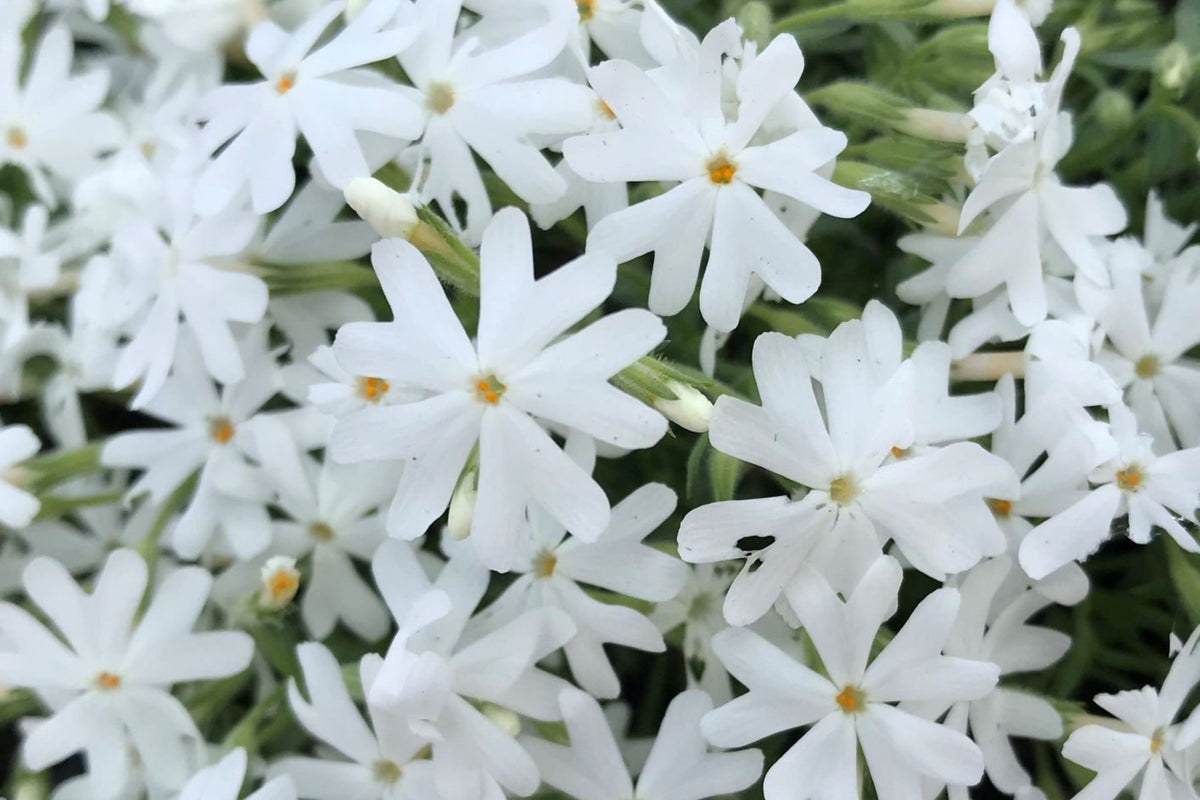 Snowflake Creeping Phlox Seeds - 100 White Ground Cover Seeds | Phlox subulata