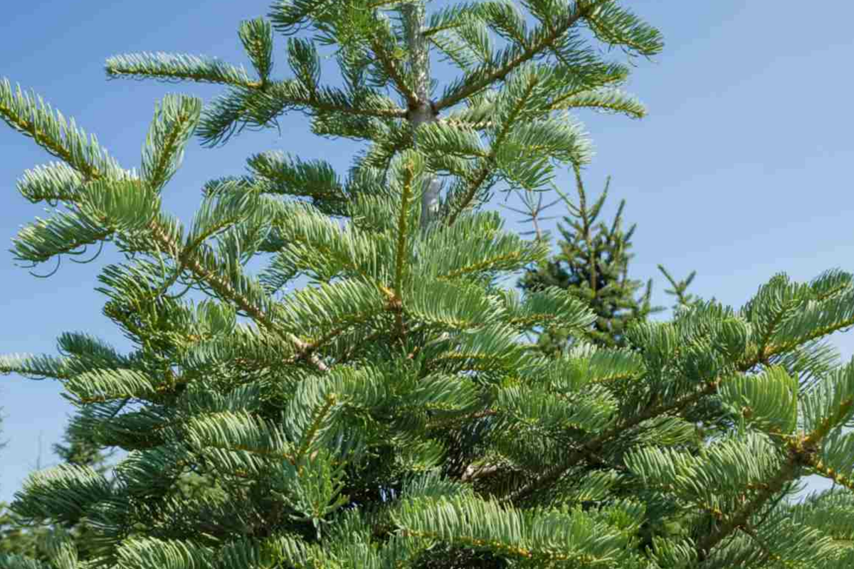Balsam Fir Seeds (Abies balsamea) Lake State Balsam Fir Evergeen Tree - 250mg