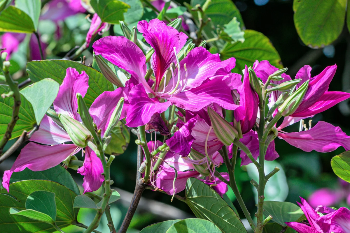 Bauhinia purpurea Seeds - Purple Orchid Tree | 10 Seeds