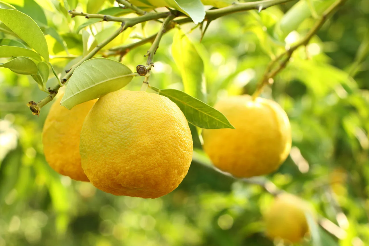 5+ Yuzu Lemon Seeds - Cold-Hardy Fragrant Citrus for Garden & Patio