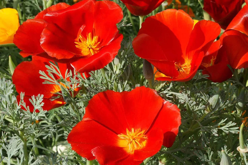 Red Chief California Poppy Seeds - Red-Orange Blooms, Drought-Tolerant, Pollinator-Friendly, 65 Days