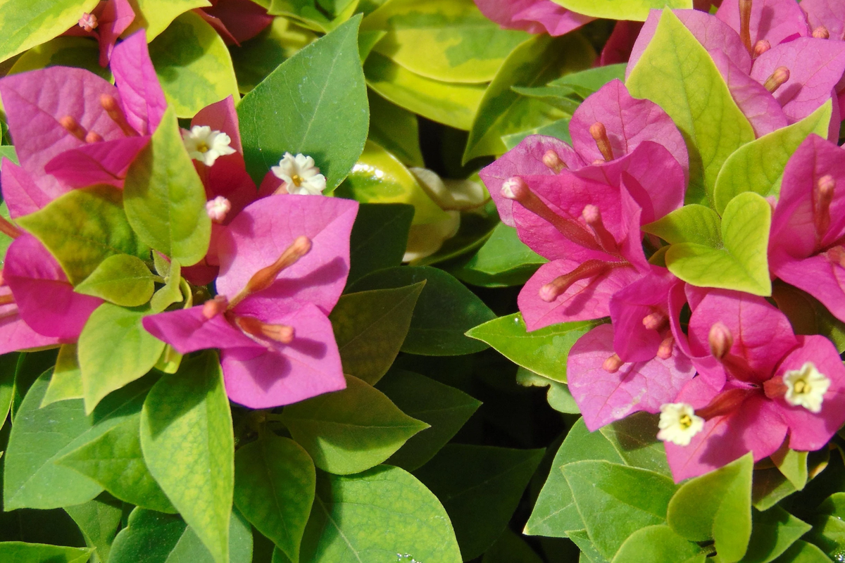 Bougainvillea Fuchsia Pink - 7 Live 6" Unrooted Cuttings