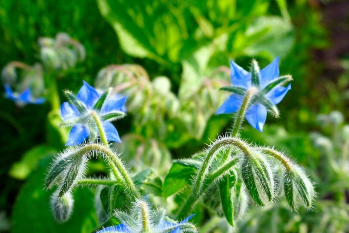 Borage (Borago officinalis) Seeds - 1g | Edible Flowers & Pollinator Herb
