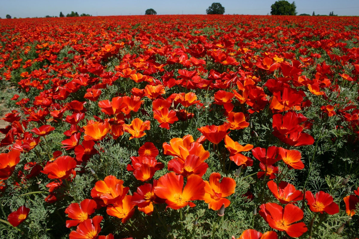 Red Chief California Poppy Seeds - Red-Orange Blooms, Drought-Tolerant, Pollinator-Friendly, 65 Days