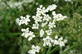 Anise (Pimpinella anisum) Seeds - 250mg | Culinary & Medicinal Herb - Full Sun, Well-Drained Soil