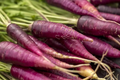 1000 Purple Carrot Seeds - Heirloom Non-GMO Daucus carota subsp. sativus