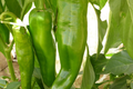 Ancho Poblano Hot Pepper Seeds (Capsicum annuum) - 250mg - Mild, Smoky Flavor