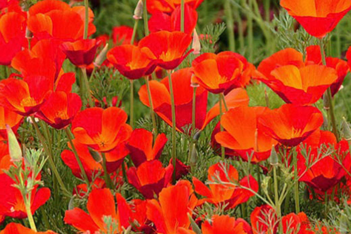 Red Chief California Poppy Seeds - Red-Orange Blooms, Drought-Tolerant, Pollinator-Friendly, 65 Days