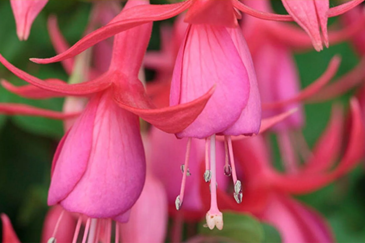 Anthurium andraeanum Live Plant - Pink Fuchsia Flowers in 4" Pot | Flowering Tropical Houseplant