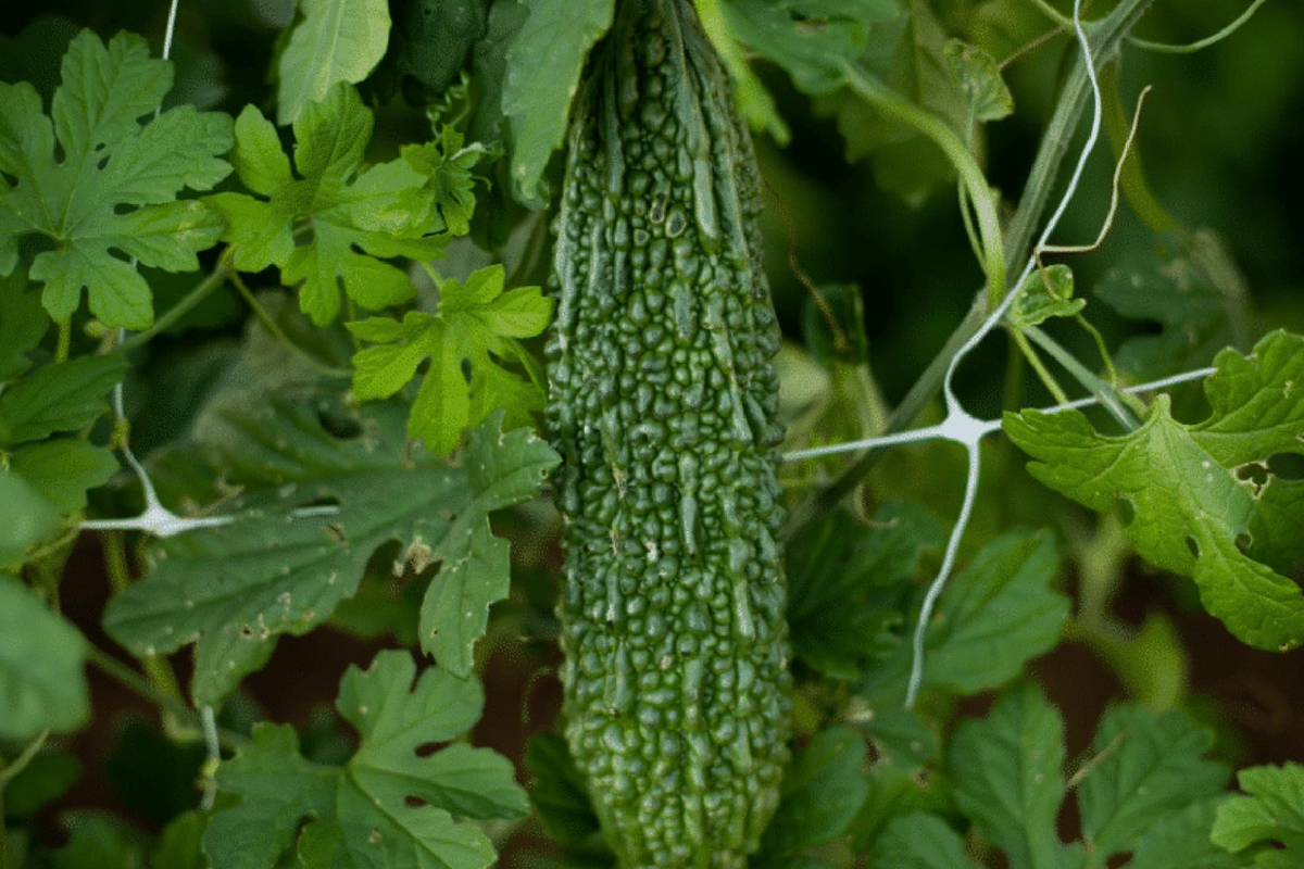 Bitter Melon Dark Jade Hybrid Seeds – 5 Seeds (Momordica charantia) High Yield, Non-GMO