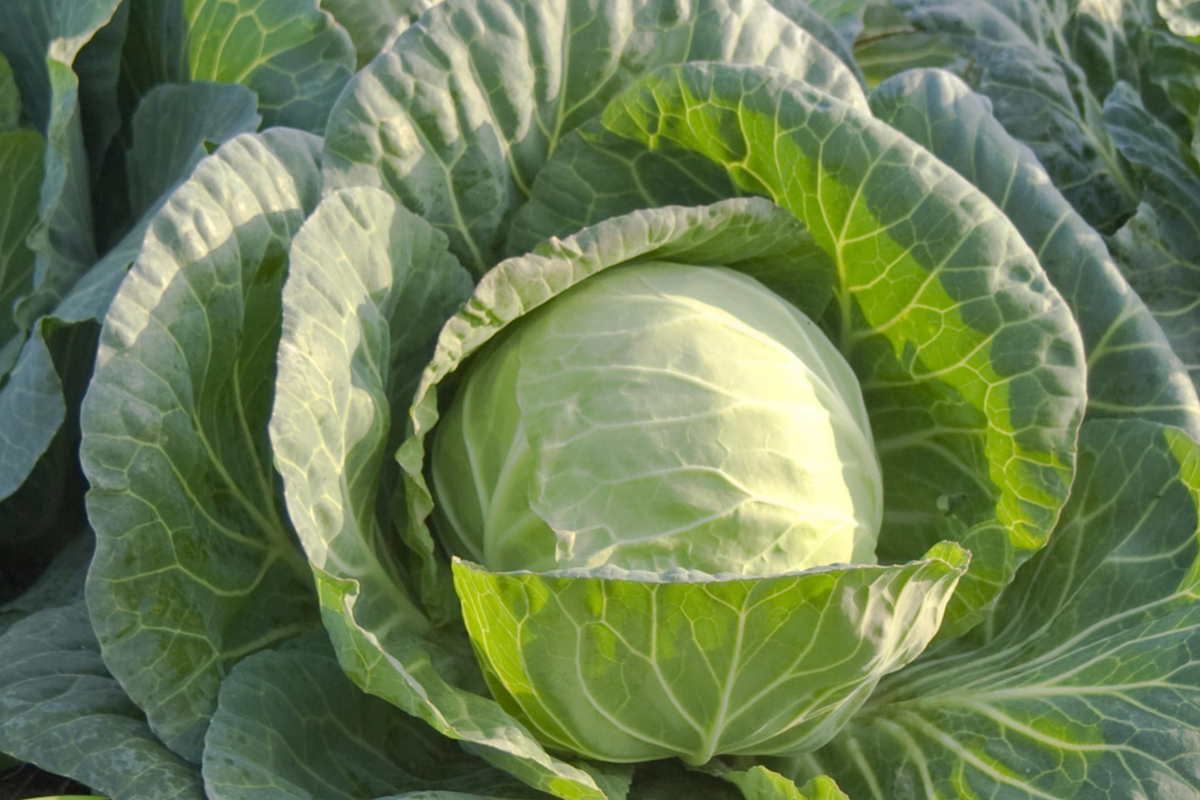Cabbage Danish Ballhead Seeds - Brassica oleracea, Heirloom, Compact, Cold-Hardy (1g)