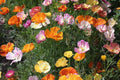 Ballerina Mix California Poppy Seeds - Multicolor Blooms, Drought Tolerant, Pollinator Friendly