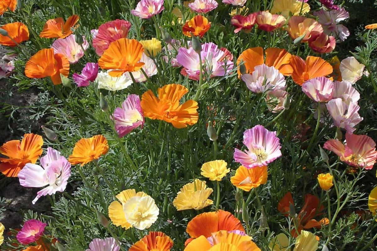 Ballerina Mix California Poppy Seeds - Multicolor Blooms, Drought Tolerant, Pollinator Friendly