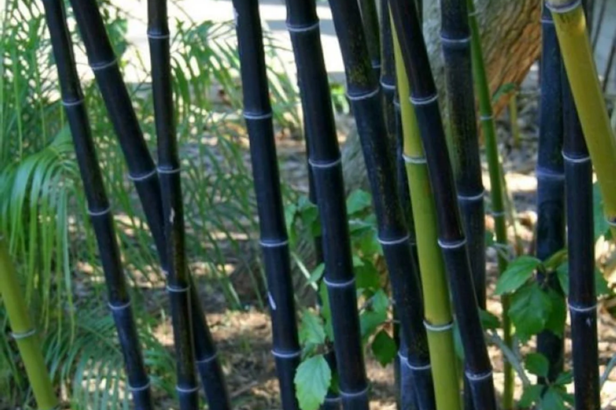 Black Timber Bamboo Phyllostachys nigra - 2 Live Bare Root Rhizomes