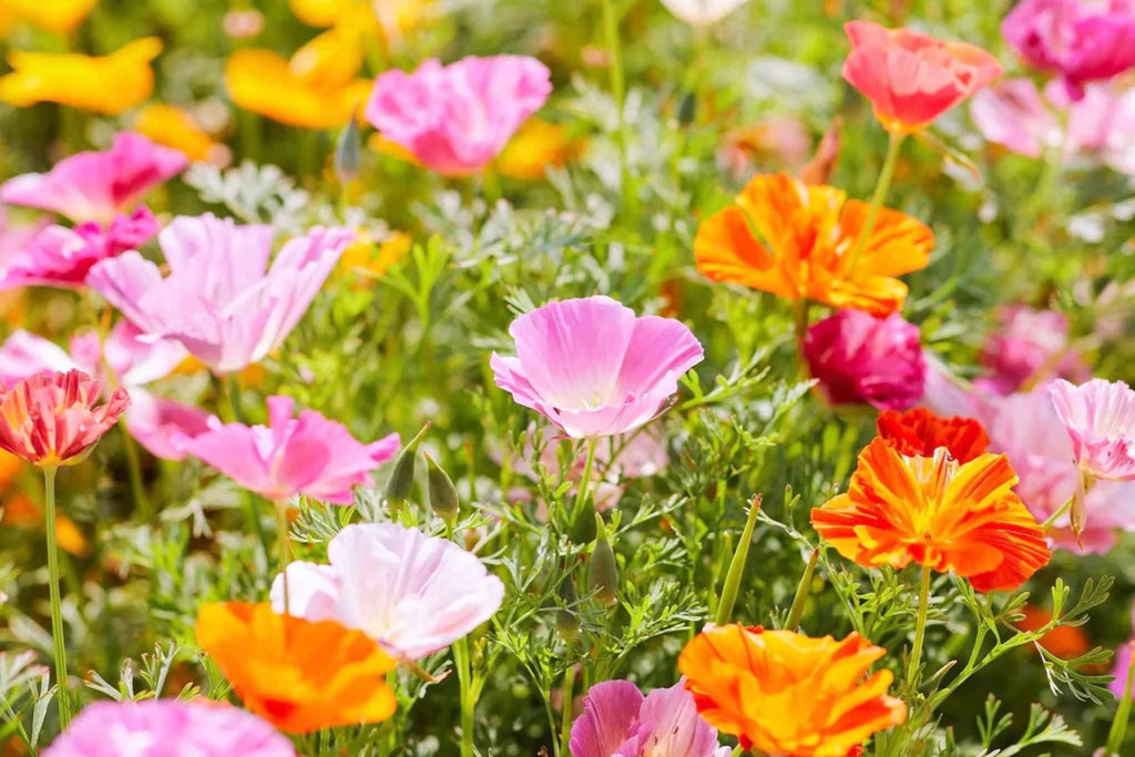 Ballerina Mix California Poppy Seeds - Multicolor Blooms, Drought Tolerant, Pollinator Friendly